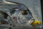 African pompano