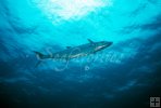 underwater cero mackerel