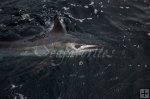 White marlin near the boat