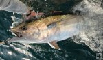 Young bluefin tuna