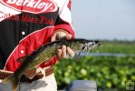Pickerel in spadderdock country