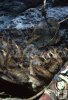 Redfish in purse seine