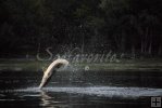 Jumping sturgeon
