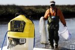 Castnetting marsh baitfish