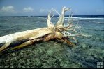 Grounded tree, Belize