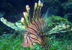 Lionfish underwater Lionfish underwater