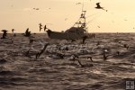 Billfish boat hooked up