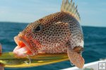 Red Hind grouper