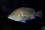 Speckled Hind grouper
