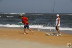 Mullet in castnet