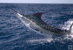 Blue marlin jumper