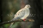 Dove