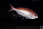 Vermilion snapper underwater-2