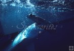 Underwater hammerhead