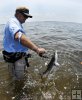 Unhooking blacktip shark