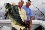 Dolphin from Gulf of Mexico