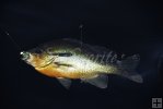 Longear sunfish beneath the surface