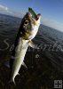 Big ladyfish, Mirro-O-Lure plug