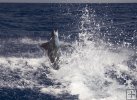 Fighting blue marlin