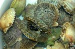 Live scallops