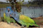 Parrot