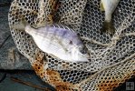 Pinfish