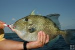 Triggerfish in hand