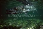 Barracuda Barracuda