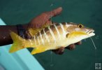 Schoolmaster snapper