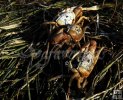 Crab Crab