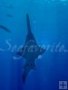 Sawfish overhead