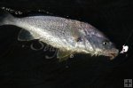 Croaker in water Croaker in water