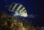 Sheepshead Sheepshead