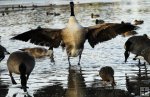 Geese
