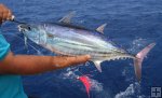 Sizeable skipjack tuna