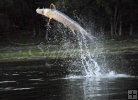 Jumping sturgeon