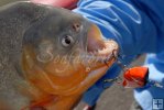 Closeup, piranha
