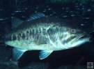 Black and Florida bass Black and Florida bass