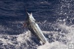 Blue marlin sideways