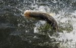 Snook jumping