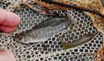 Killifish in dipnet