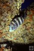 Sheepshead at reef