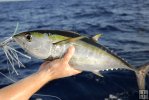 Blackfin tuna closeup
