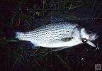 Hybrid bass Hybrid bass