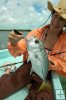 Horseye jack caught on plug