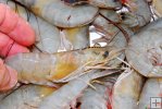 Shrimp