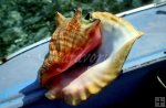 Conch shell Conch shell
