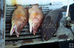 Two hogs snappers