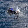 Pacific sailfish