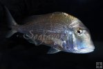 Littlehead porgy